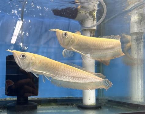 Arowana Live Aquarium Fishes for sale .
